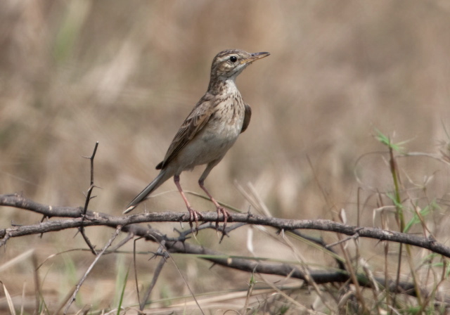 Anthus rufulus Motacillidae