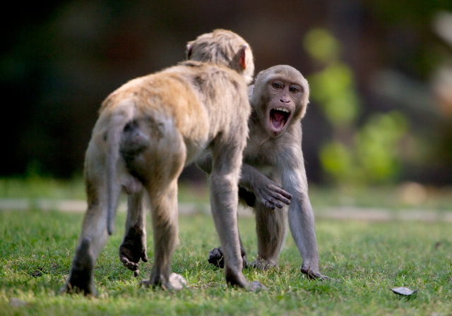 Macaca mulatta Cercopithecidae