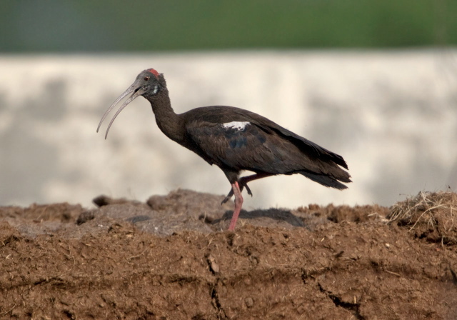 Pseudibis papillosa Threskiornithidae