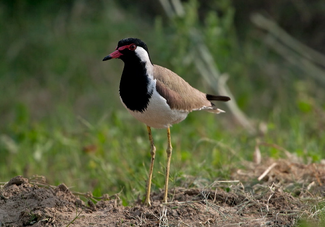 Vanellus indicus Charadriidae