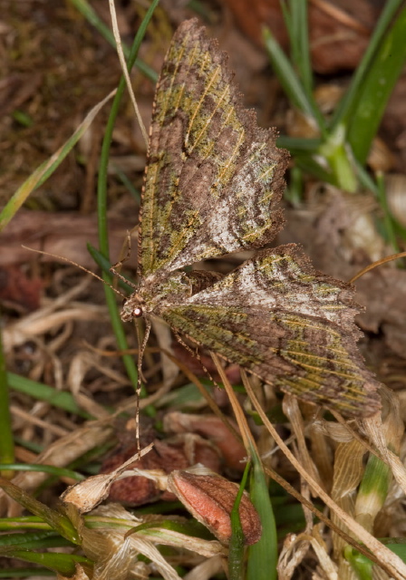   Pterygota