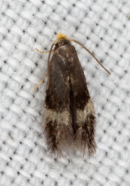   Pterygota