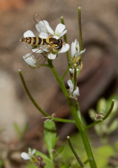   Pterygota