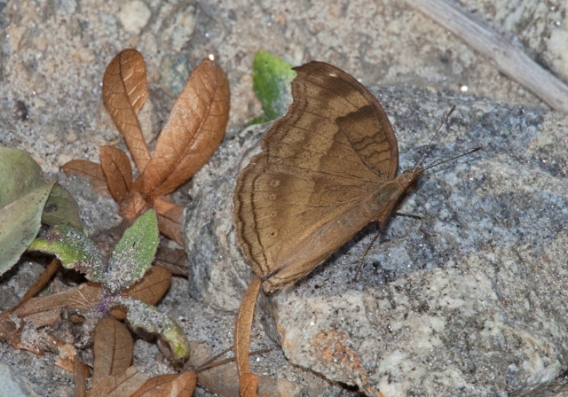   Pterygota