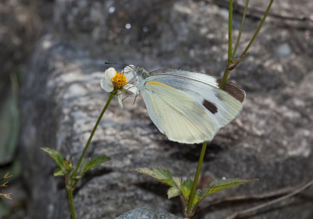   Pterygota