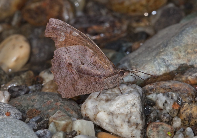   Pterygota