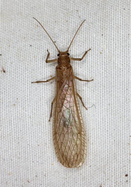   Pterygota