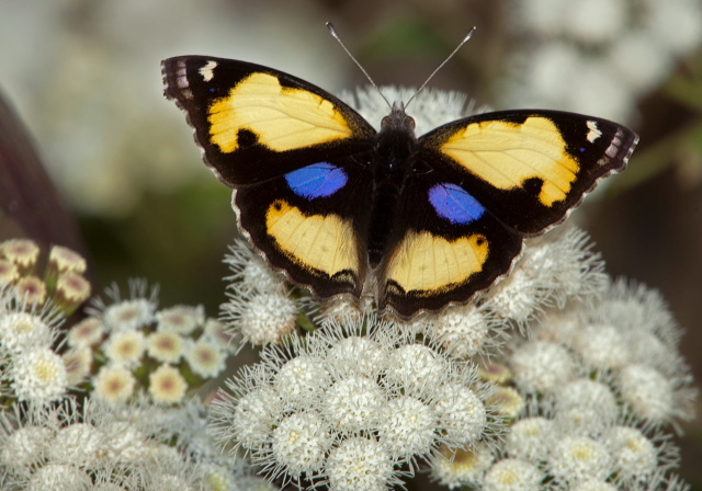   Pterygota