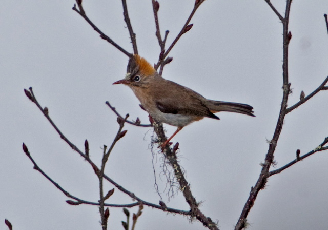 Yuhina occipitalis Timaliidae