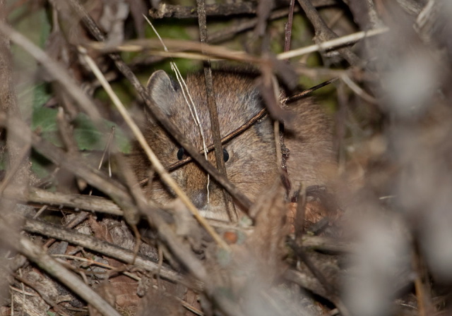 Ochotona himalayana Ochotonidae