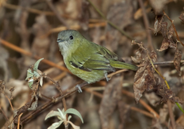 Pteruthius xanthochlorus Timaliidae