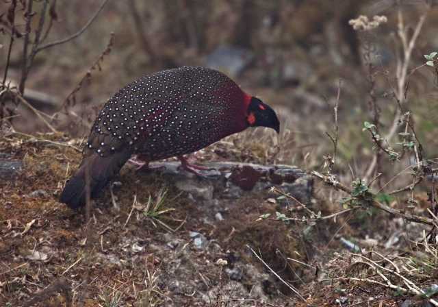 Tragopan satyra Phasianidae