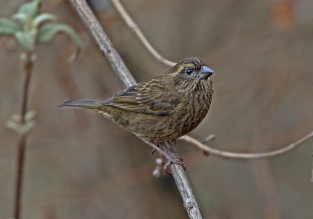 Carpodacus edwardsii Fringillidae