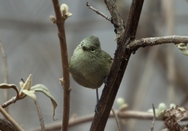 Sylviparus modestus Paridae