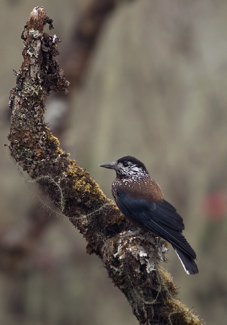 Nucifraga caryocatactes Paridae