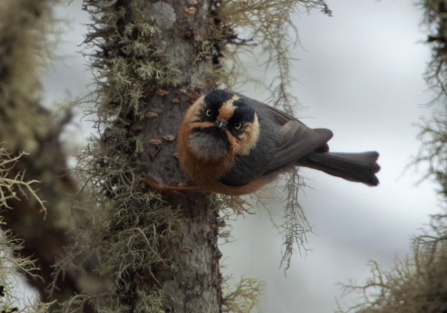 Aegithalos iouschistos Aegithalidae