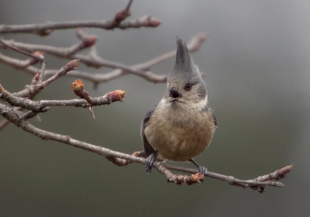 Lophophanes dichrous Paridae