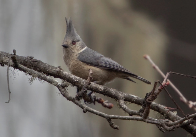 Lophophanes dichrous Paridae