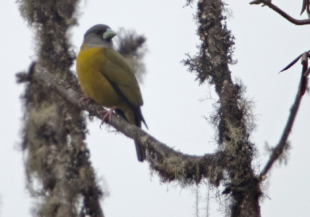 Mycerobas affinis Fringillidae