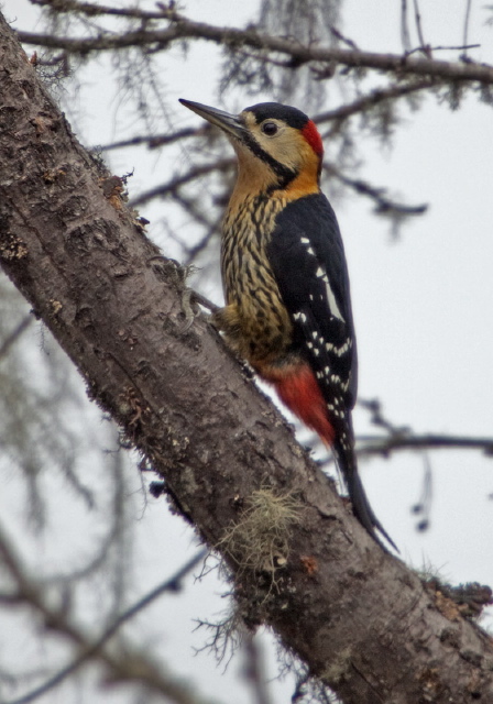 Dendrocopos darjellensis Picidae