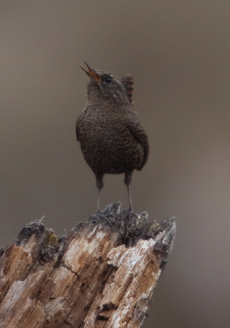 Troglodytes troglodytes Troglodytidae