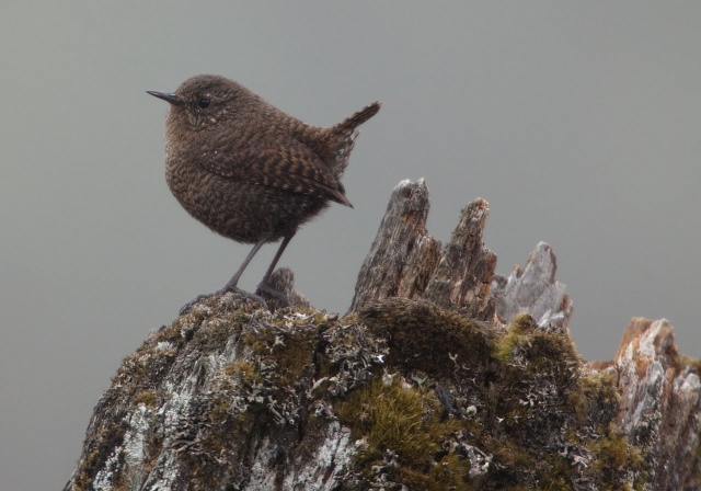 Troglodytes troglodytes Troglodytidae