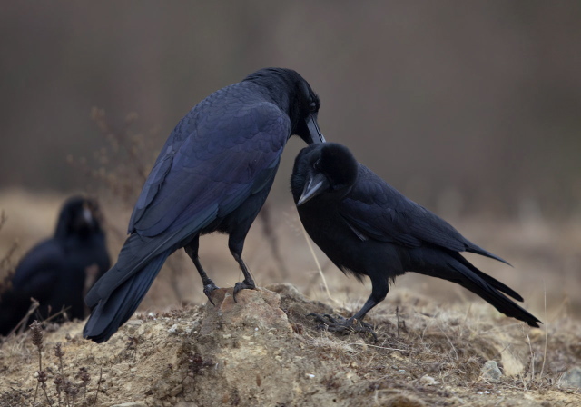 Corvus macrorhynchos Corvidae