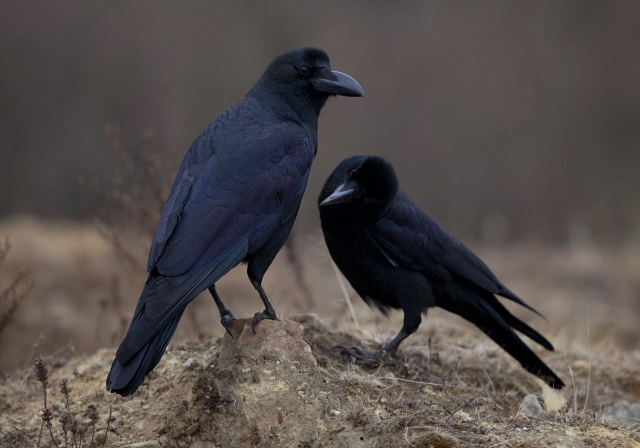 Corvus macrorhynchos Corvidae