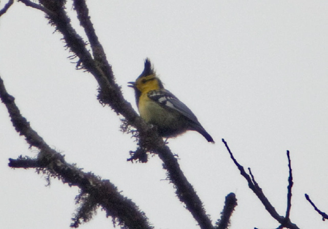 Parus spilonotus Paridae