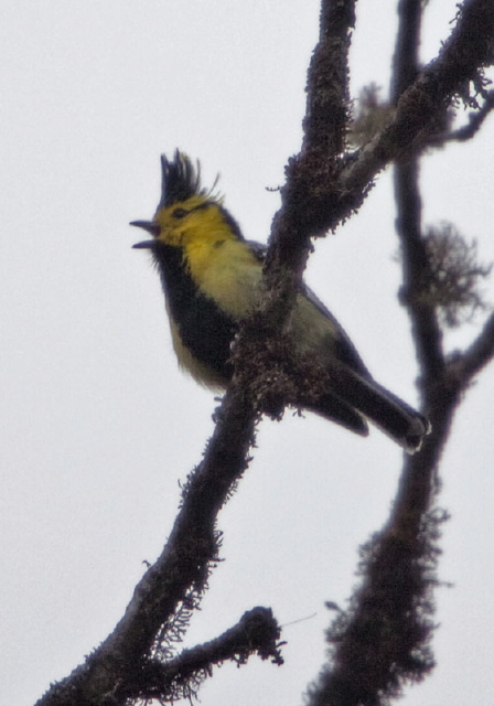 Parus spilonotus Paridae