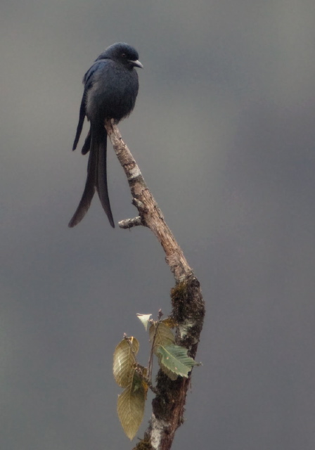 Dicrurus leucophaeus Dicruridae