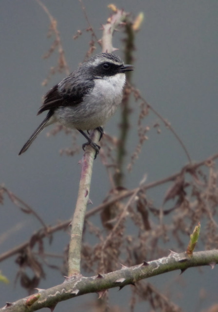 Saxicola ferreus Muscicapidae