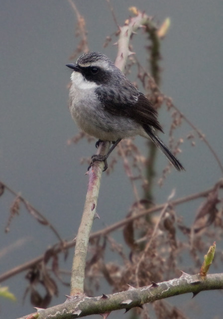 Saxicola ferreus Muscicapidae