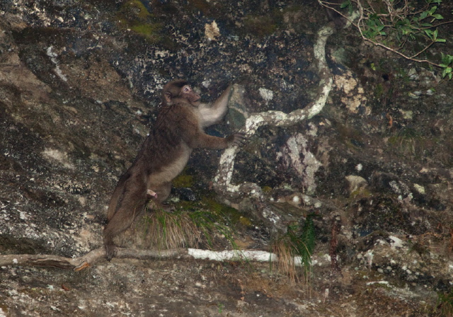 Macaca assamensis Cercopithecidae