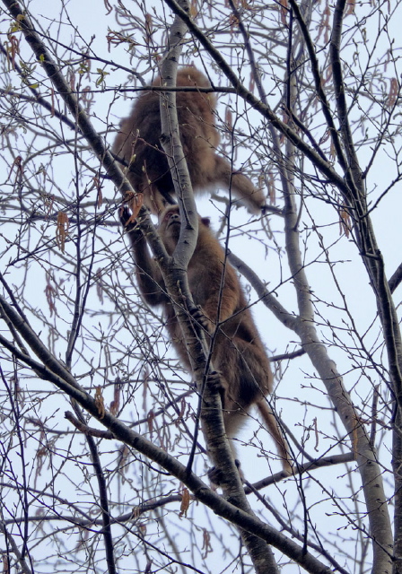 Macaca assamensis Cercopithecidae