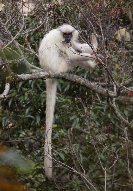 Trachypithecus geei Cercopithecidae