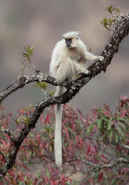 Trachypithecus geei Cercopithecidae