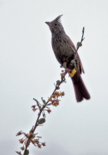 Emberiza lathami Fringillidae