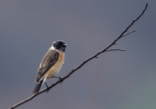 Saxicola torquatus Muscicapidae