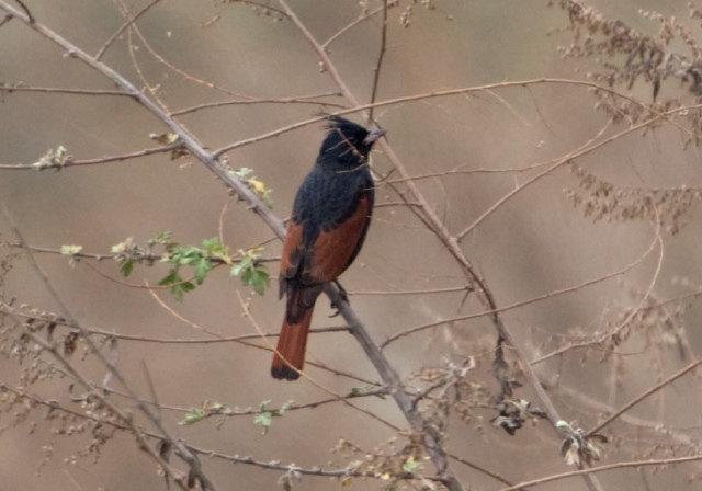 Emberiza lathami Fringillidae