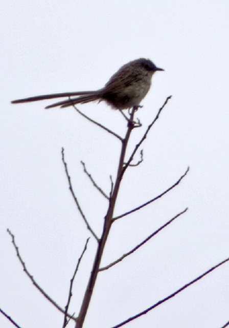 Prinia crinigera Cisticolidae