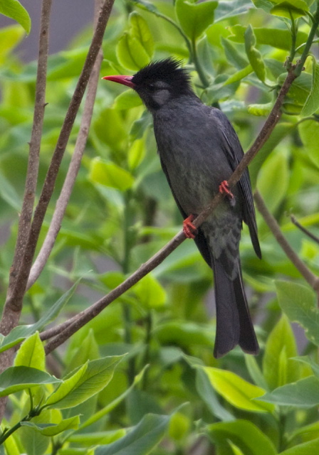 Hypsipetes leucocephalus Pycnonotidae