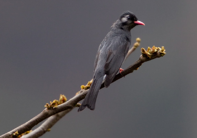 Hypsipetes leucocephalus Pycnonotidae