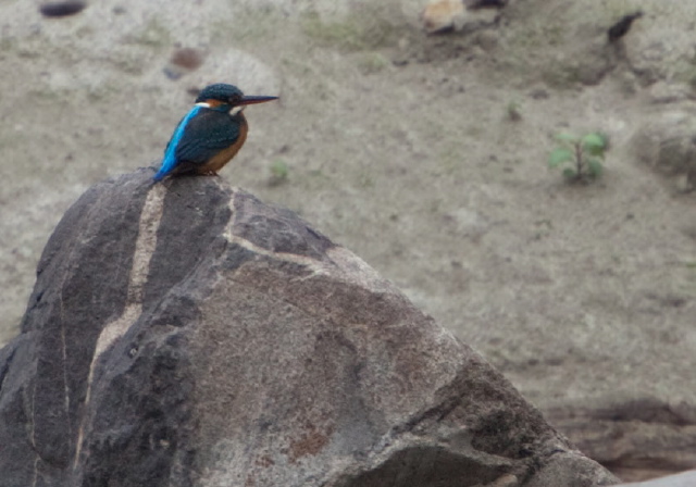 Alcedo atthis Alcedinidae