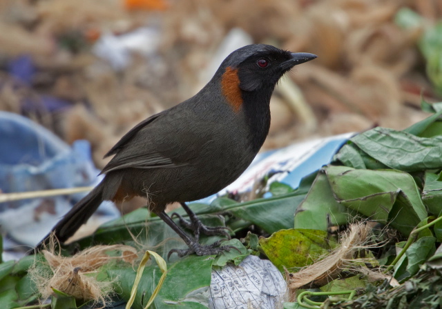 Garrulax ruficollis Timaliidae