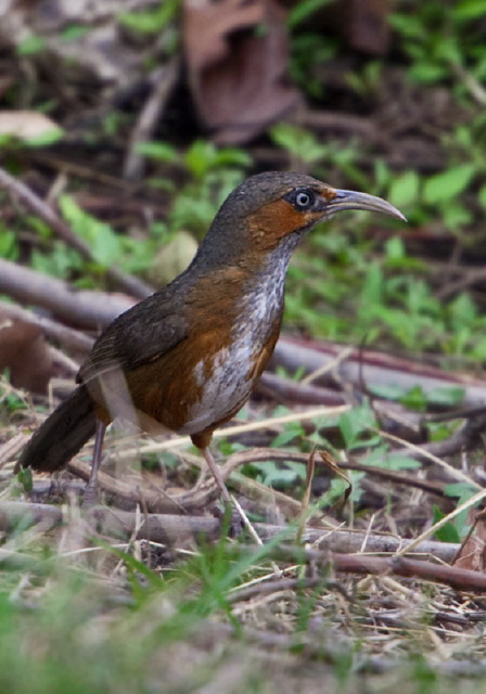 Pomatorhinus erythrogenys Timaliidae