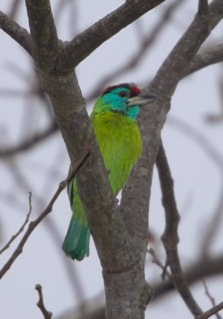 Megalaima asiatica Ramphastidae