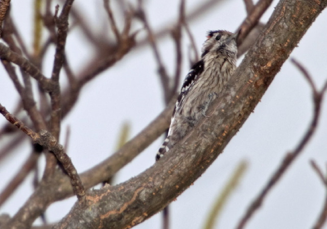 Dendrocopos canicapillus Picidae