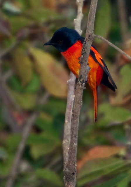 Pericrocotus flammeus Campephagidae