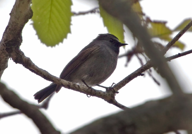 Ficedula strophiata Muscicapidae